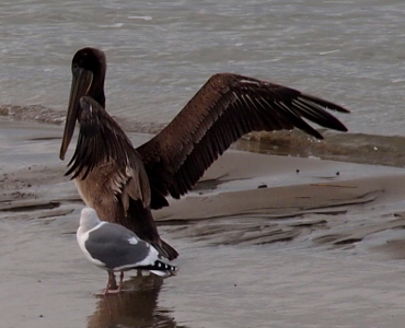 [Brown pelican has its brown wings outstretched and the gull is ducking a bit to get out of the way.]